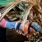 جهود محافظة الوادي الجديد لمكافحة سوسة النخيل الحمراء