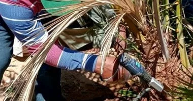 جهود محافظة الوادي الجديد لمكافحة سوسة النخيل الحمراء