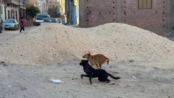 وفاة طفل بعد هجوم من 4 كلاب ضالة في الشرقية