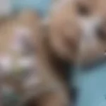 مأساة عائلية في الصف: جريمة تودي بحياة رضيع