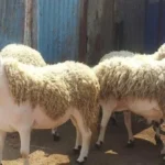 مخاطر “أموال الأضاحي المهاجرة” وتأثيرها على الشعائر