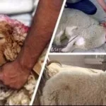 حكم الاقتراض للأضحية وفق الفتوى الشرعية