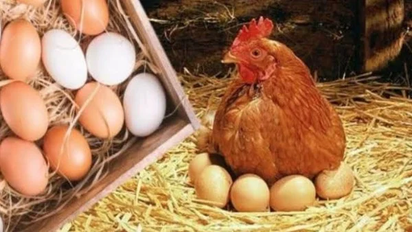 انخفاض أسعار البيض 40 جنيهاً في الأسواق