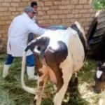 تحصين 77 ألف رأس ماشية ضد الحمى القلاعية في الغربية