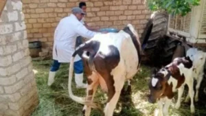 تحصين 77 ألف رأس ماشية ضد الحمى القلاعية في الغربية