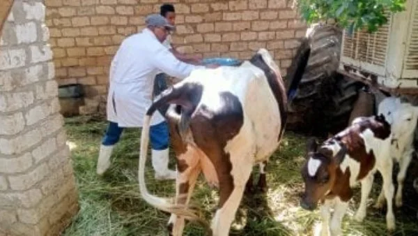 تحصين 77 ألف رأس ماشية ضد الحمى القلاعية في الغربية