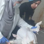 ذبح 2 مليون طائر بمجازر الجيزة خلال أسبوع
