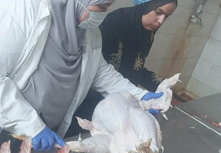 ذبح 2 مليون طائر بمجازر الجيزة خلال أسبوع