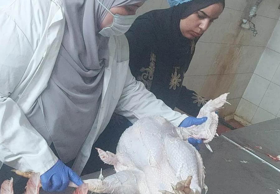 ذبح 2 مليون طائر بمجازر الجيزة خلال أسبوع