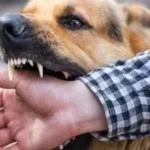 تحصين وتعقيم 27 ألف كلب ضمن حملة السعار القومية