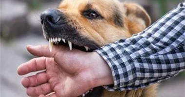 تحصين وتعقيم 27 ألف كلب ضمن حملة السعار القومية