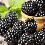 كيفية كشف التوت المغشوش: دلائل مهمة للمستهلكين