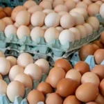هبوط ملحوظ في أسعار البيض والدواجن بالأسواق