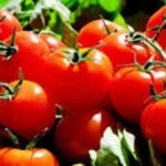 توضيح وزارة الزراعة بشأن الطماطم والأسعار المتقلبة