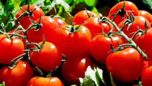 توضيح وزارة الزراعة بشأن الطماطم والأسعار المتقلبة