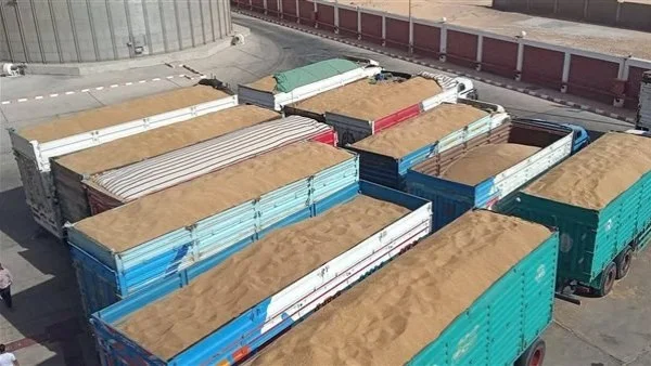 توريد ربع مليون طن قمح في الوادي الجديد