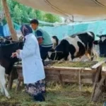 حملة لتحصين 109 آلاف رأس ماشية بالأقصر