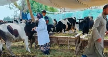 حملة لتحصين 109 آلاف رأس ماشية بالأقصر