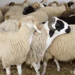 أسعار الأضاحي قبل عيد الأضحى