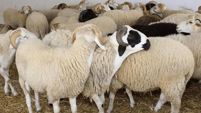 أسعار الأضاحي قبل عيد الأضحى