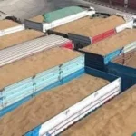 الوادي الجديد: توريد 244 ألف طن من القمح حتى الآن
