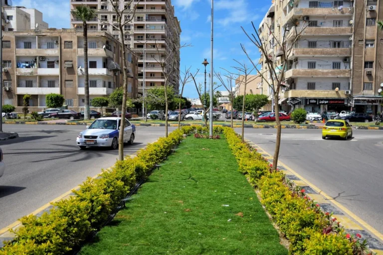 زراعة أشجار البونسيانا في بورسعيد لتعزيز المساحات الخضراء