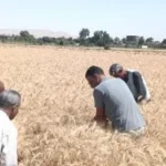 موسم القمح يتصدر الزراعة في الأقصر
