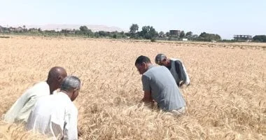 موسم القمح يتصدر الزراعة في الأقصر