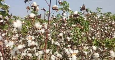طفرة في زراعة القطن المصري وآفاق الموسم الاستثنائي