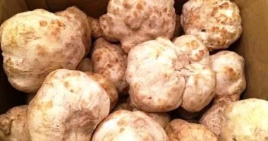 فطر الكمأة.. كنز صحراوي بفوائد مذهلة وأسعار مرتفعة