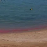 رصد تكاثر الشعاب المرجانية في البحر الأحمر