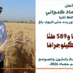 توريد القمح في المنيا يتجاوز 167 ألف طن