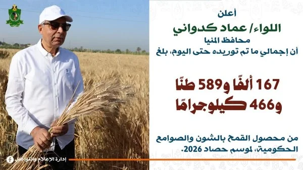 توريد القمح في المنيا يتجاوز 167 ألف طن