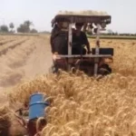 الماكينة اللهلوبة تسهل حصاد القمح في القليوبية