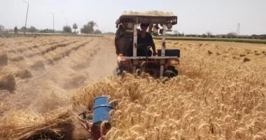 الماكينة اللهلوبة تسهل حصاد القمح في القليوبية
