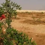 145 ألف طلب لتقنين أراضي الدولة عبر المنصة الوطنية