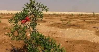 145 ألف طلب لتقنين أراضي الدولة عبر المنصة الوطنية