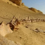 تجديد إدراج وادي الحيتان بالقائمة الخضراء الدولية