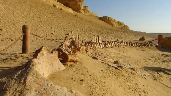 تجديد إدراج وادي الحيتان بالقائمة الخضراء الدولية