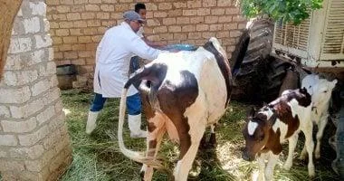 تحصين 69 ألف رأس ماشية ضد الأمراض في الغربية