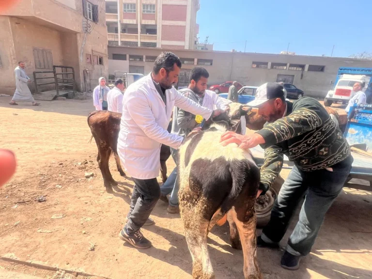 قافلة بيطرية شاملة لعلاج ماشية كفر الشيخ
