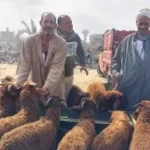 أحكام الأضحية والشروط الأساسية لها