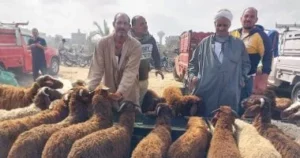 أحكام الأضحية والشروط الأساسية لها
