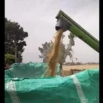 شلال الذهب في موسم حصاد القمح بالقليوبية