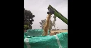 شلال الذهب في موسم حصاد القمح بالقليوبية