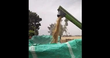 شلال الذهب في موسم حصاد القمح بالقليوبية