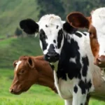 سن الأضحية من الأبقار والخراف وفقًا للأزهر
