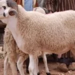 أحكام التضحية في ليالي أيام النحر