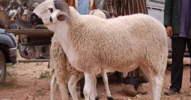 أحكام التضحية في ليالي أيام النحر