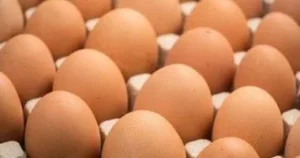 استمرار تسويق البيض والدواجن بأسعار مخفضة